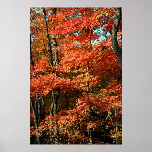 Poster Splendor d'automne (Devant)