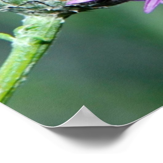 Poster Splendor été (Coin)