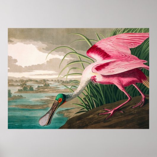 Poster Spoonbill sur le roseate par John James Audubon (Devant)