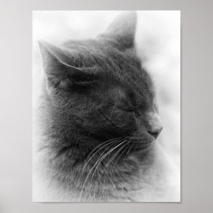 Poster Spot the Magnificent Grey Imperiale Cat