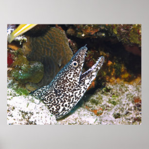 Poster Spotted Moray