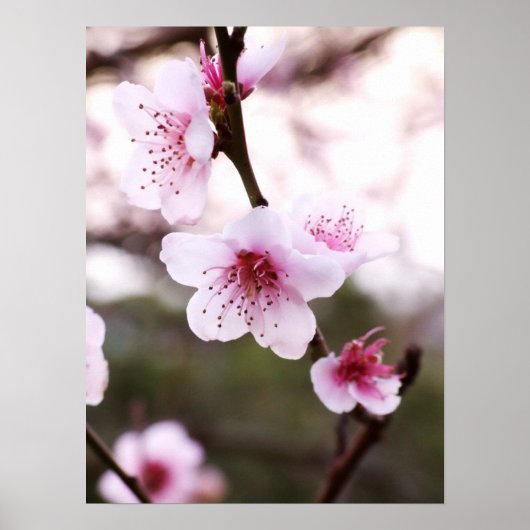 Poster Spring Blossoms (Devant)