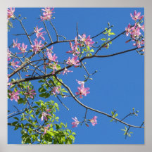 Spring, branch of a blossoming tree