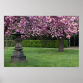 Poster Spring Cherry Blossoms (Devant)