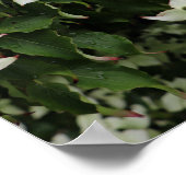 Poster Spring Dogwoods in Marshall Bloom (Coin)