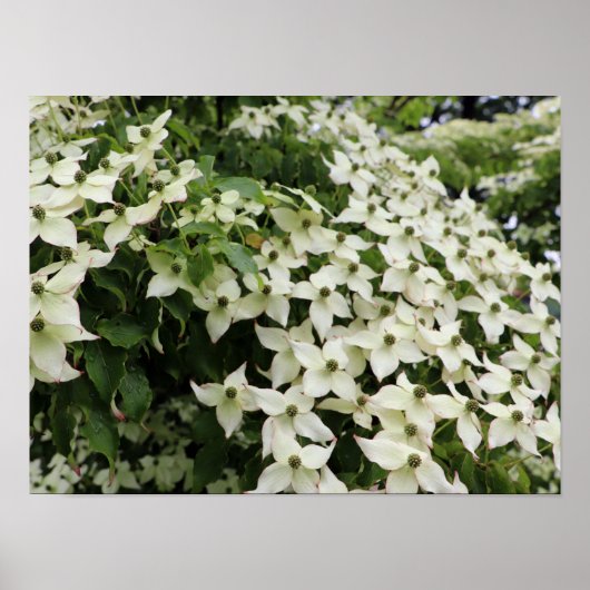Poster Spring Dogwoods in Marshall Bloom (Devant)