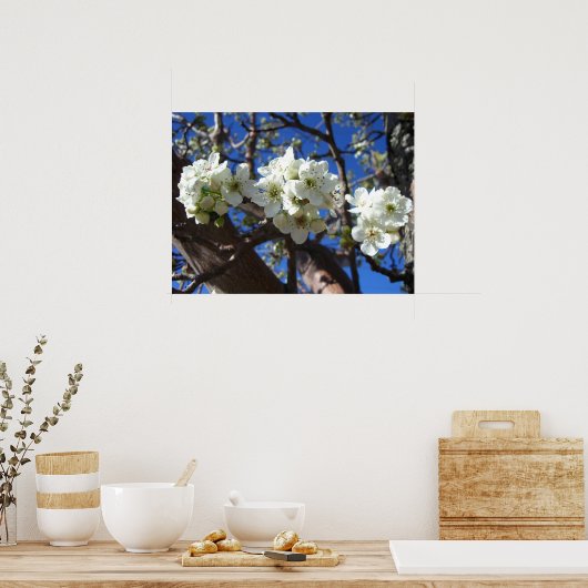 Poster Spring Flowering Pear Tree (Cuisine)
