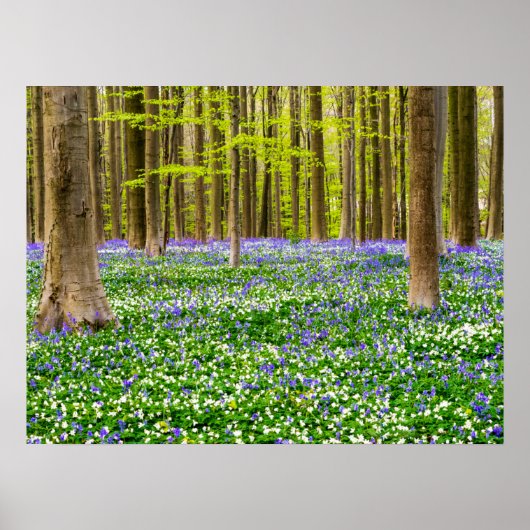 Poster Spring in the Blue Forest (Devant)