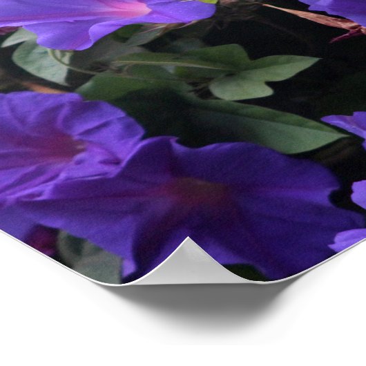 Poster Spring Morning Glories en bleu (Coin)