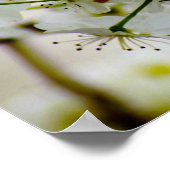Poster Spring Trees (Coin)
