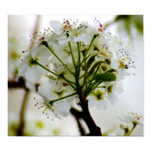 Poster Spring Trees