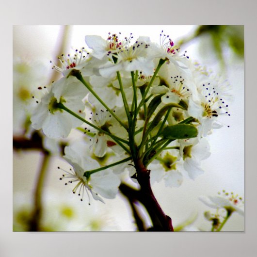 Poster Spring Trees (Devant)