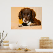 Poster Springer Cocker Spaniel chiot croisé (Cuisine)
