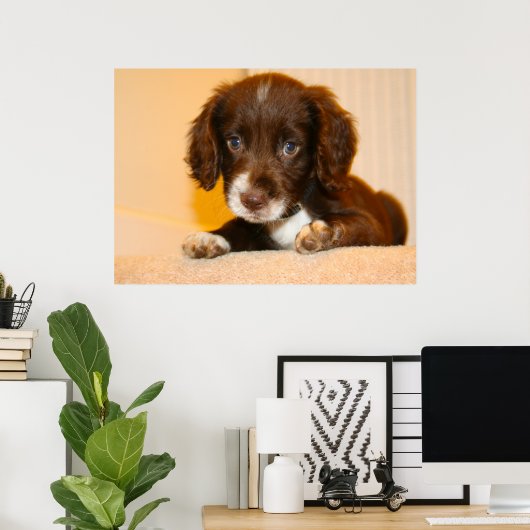 Poster Springer Cocker Spaniel chiot croisé (Bureau à domicile)