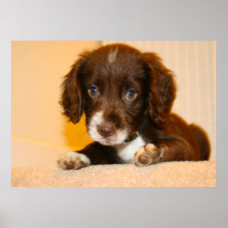 Poster Springer Cocker Spaniel chiot croisé
