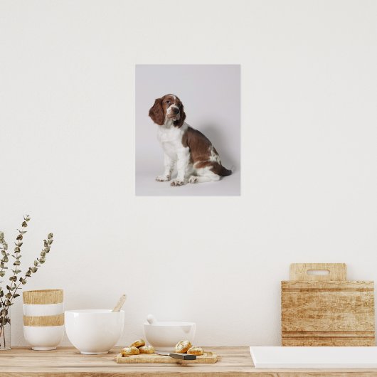 Poster Springer spaniel (Cuisine)