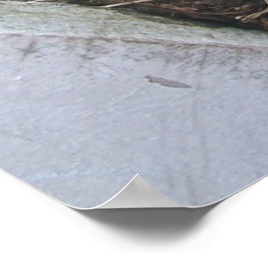 Poster springs_new_born_first (Coin)