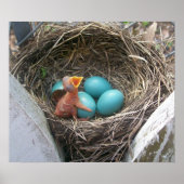 Poster springs_new_born_first (Devant)