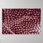 Poster Springtail - arrière (Devant)