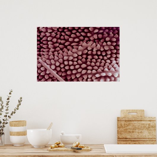 Poster Springtail - arrière (Cuisine)