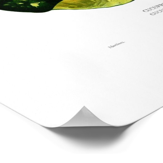 Poster Squash (Coin)