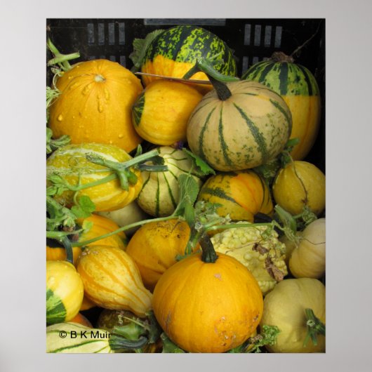 Poster - squash d'été (Devant)