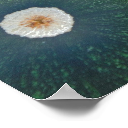 Poster Squash Vert Et Jaune (Coin)