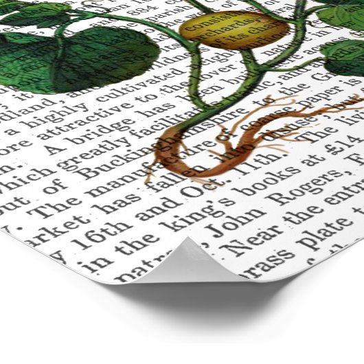 Poster Squash Vine 4 (Coin)