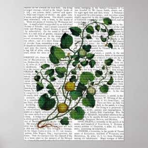 Poster Squash Vine 4