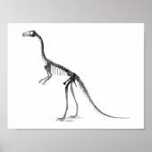 Poster squelette compsognathus (Devant)