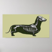 Poster squelette dachshund (Devant)
