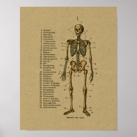 Poster Squelette d'anatomie allemande vintage Imprimer (Devant)