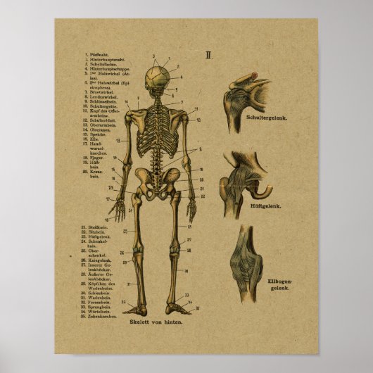 Poster Squelette d'anatomie allemande vintage Imprimer (Devant)