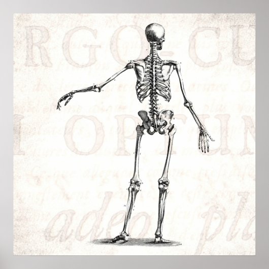 Poster Squelette d'antiquité squelette des années 1800 vi (Devant)