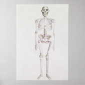 Poster Squelette d'Australopithèque (Devant)