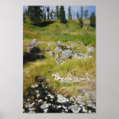 Poster Squelette d'Elk (Devant)