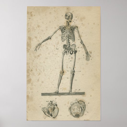 Poster Squelette d'impression Anatomie vintage (Devant)