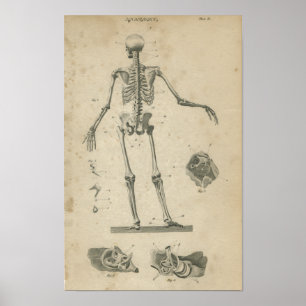 Poster Squelette d'impression Anatomie vintage