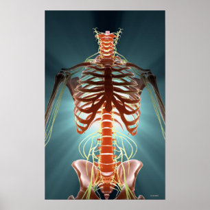 Poster Squelette et Nerves
