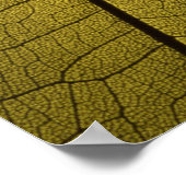 Poster Squelette feuille (Coin)