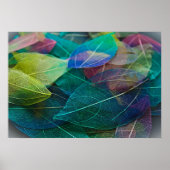 Poster Squelette Feuille (Devant)