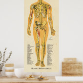 Poster Squelette humain Anatomie Bones Graphique Homme (Cuisine)