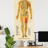 Poster Squelette humain Anatomie Bones Graphique Homme (Bureau à domicile)