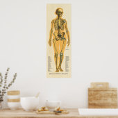 Poster Squelette humain Anatomie des os Graphique Femme (Cuisine)