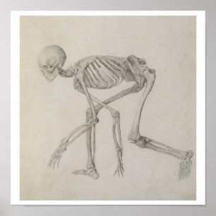 Poster Squelette humain : Vue latérale dans la posture de