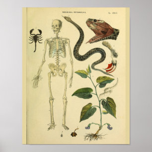 Poster Squelette Scorpion Anatomie Médicale Art Imprimer