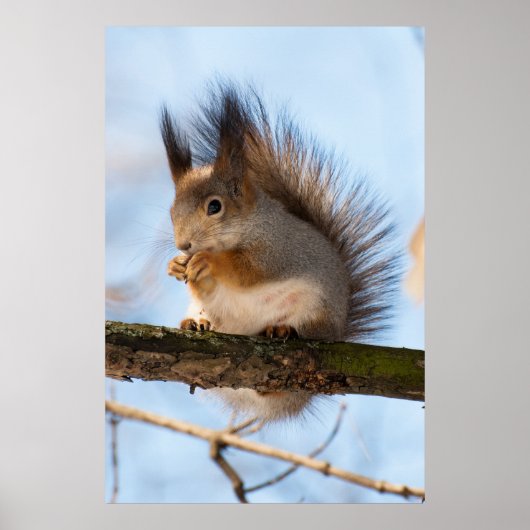 Poster Squirrel (Devant)