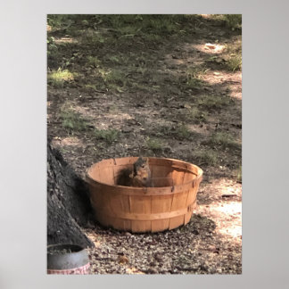 Poster Squirrel