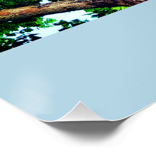 Poster Squirrel Animal (Coin)