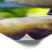 Poster Squirrel monkey in Manuel Antonio NP - Costa Rica (Coin)